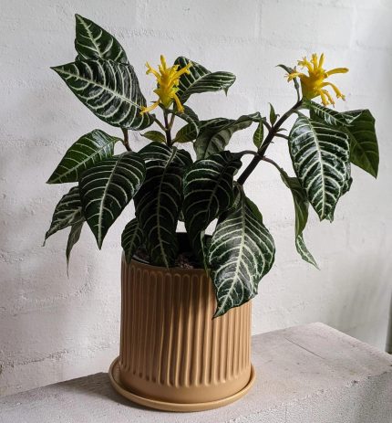 گلدان آفلاندرا Aphelandra