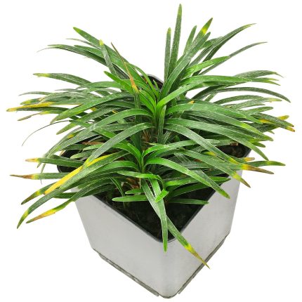 گلدان اوفیوپوگون Ophiopogon