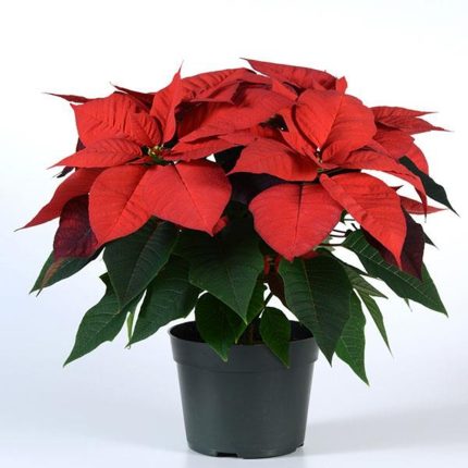 گلدان بنت قنسول Poinsettia