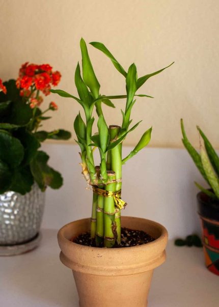 گلدان بامبو bamboo