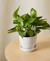 گلدان پتوس pothos