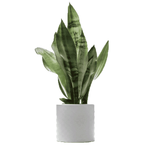 گلدان سانسوریا sansevieria
