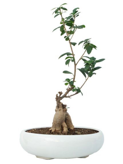 گلدان bonsai بونسای
